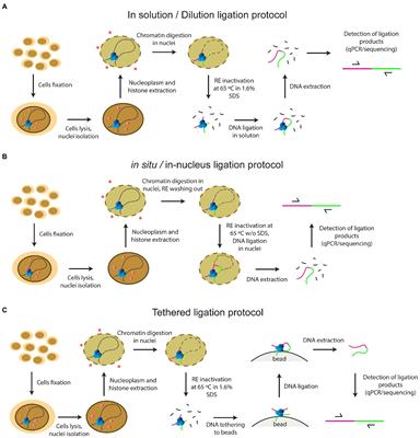 Investigation of the Basic Steps in the Chromosome Conformation Capture Procedure